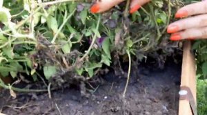 Ампельная петуния  Опера Суприм Purple Vein, выращена мной из семян.