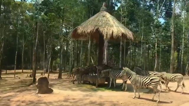 VINPEARL SAFARI PARK Phu Quoc, Vietnam / Сафари-парк Vinpearl Safari Phu Quoc, Вьетнам