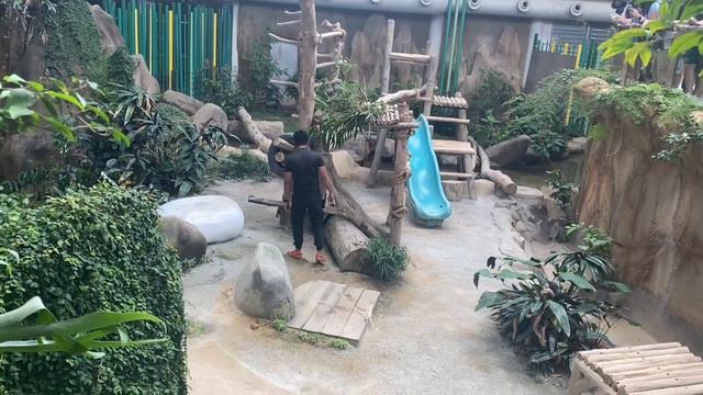 🇲🇾 Naughty baby panda 🐼 refuses to go home 😂- Giant Panda Conservation Center смотреть онлайн