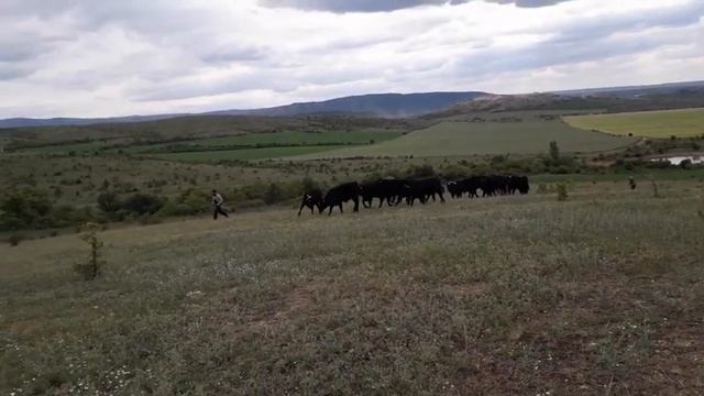 Бык производитель Абердин-Ангус смотреть онлайн