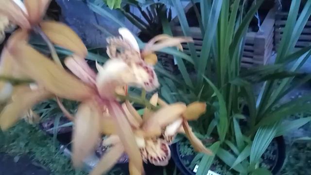 CYMBIDIUM CHENS RUBY смотреть онлайн