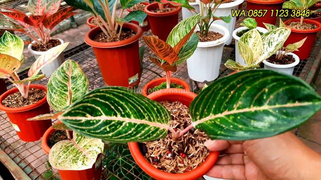 Update harga Aglaonema Rare item Koleksian Romosan Cocok Banget di Koleksi , Gassss...#11 смотреть онлайн