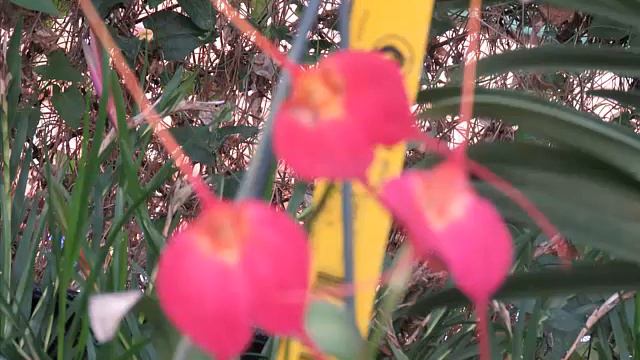 orquideas "maravilla de la naturaleza" смотреть онлайн