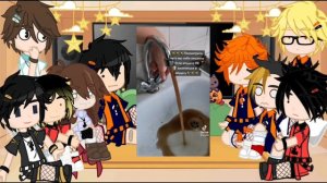 ||Реакция Волейбол на Т\И||1\3||