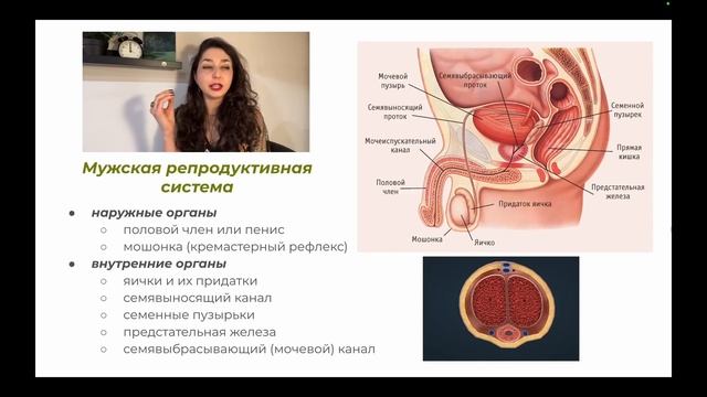 Анатомия — Мужская половая система смотреть онлайн