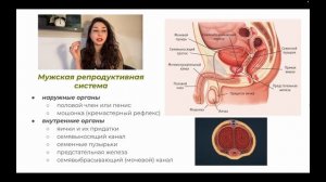 Анатомия  — Мужская половая система