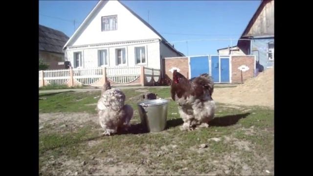 1 Курочка смотреть онлайн