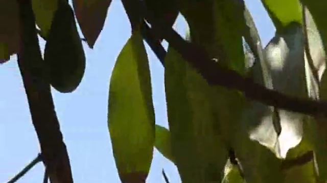 Авокадо на Крите.Как растет авокадо на Крите в Греции.