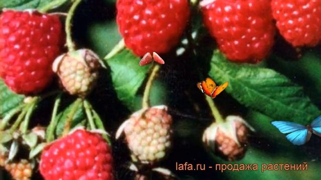 Малина ремонтантная Элегантная (elegantnaia) ? обзор: как сажать, саженцы малины Элегантная смотреть онлайн