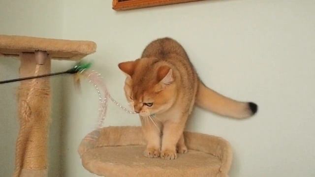 British Shorthair golden female смотреть онлайн