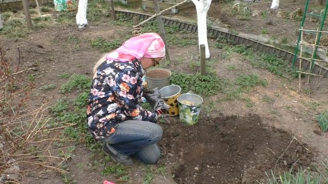 Посадка жёлтого пиона (пион Бартзелла) смотреть онлайн