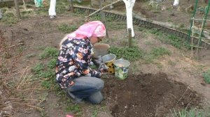 Посадка жёлтого пиона (пион Бартзелла)