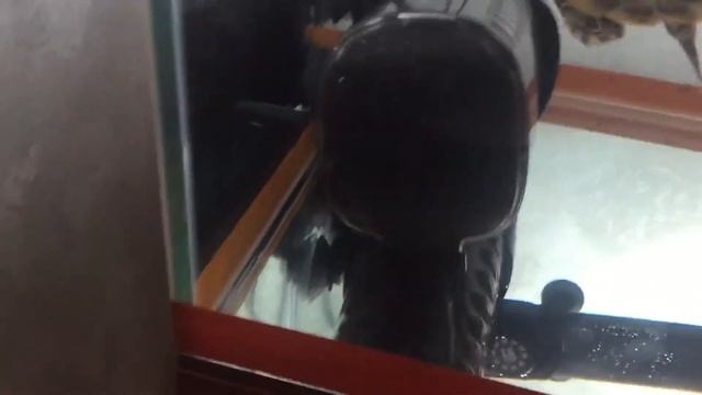 Акватеррариум для красноухой черепахи наконец-то куплен! смотреть онлайн