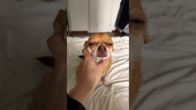 а бабушка ошиблась ? #chihuahua #dog #собака #чихуахуа #chiwawa смотреть онлайн