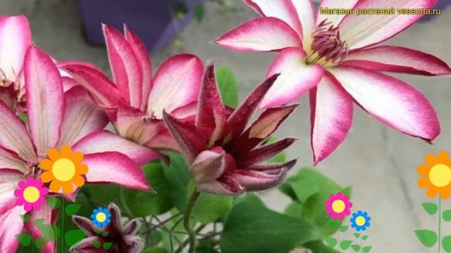 Клематис гибридный Пикоти. Краткий обзор, описание характеристик clematis Picotee смотреть онлайн