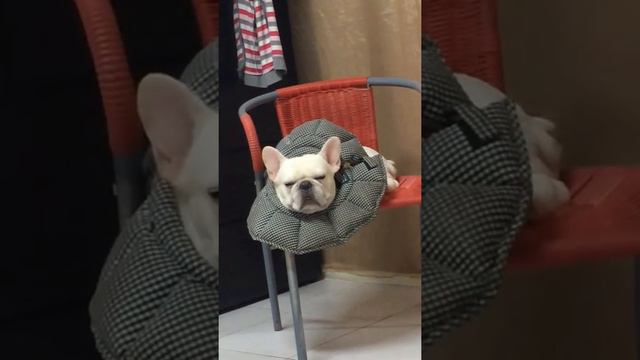 奶油豬度孤 смотреть онлайн