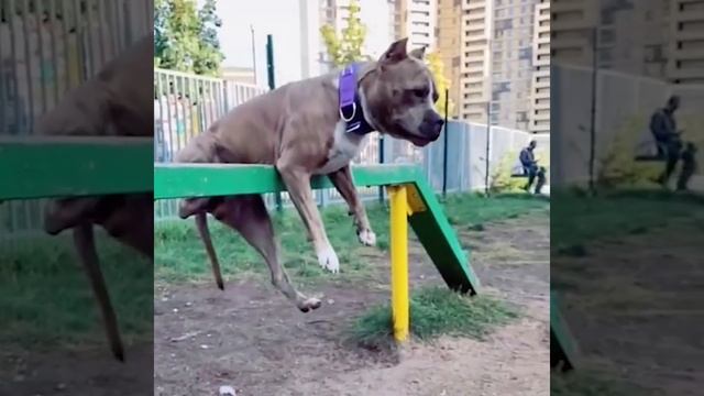 Жизнь одного Стаффордширского Терьера, который любит все погрызть смотреть онлайн