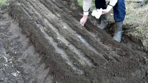 Как и когда сеять укроп