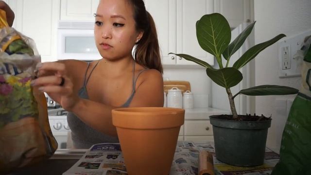 REPOTTING PLANTS | FIDDLE LEAF FIG, FICUS AUDREY, & MORE смотреть онлайн