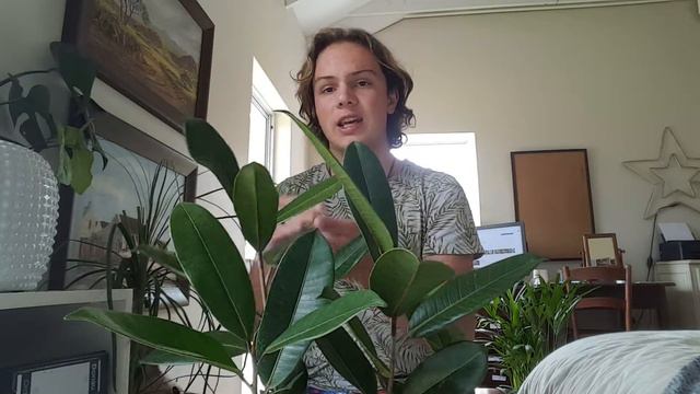 Ficus Americana care смотреть онлайн