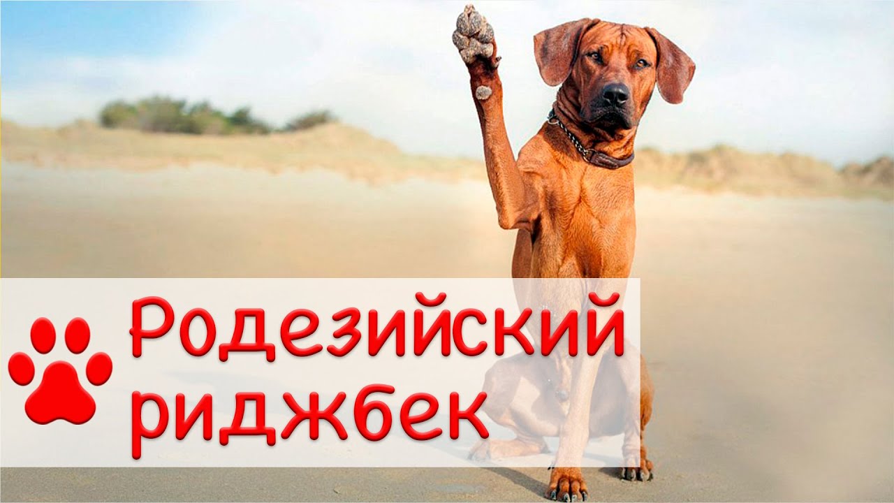 Родезийский риджбек | Характер, уход и воспитание смотреть онлайн