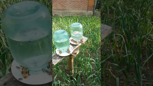 Пасика на калёсах своими руками. смотреть онлайн