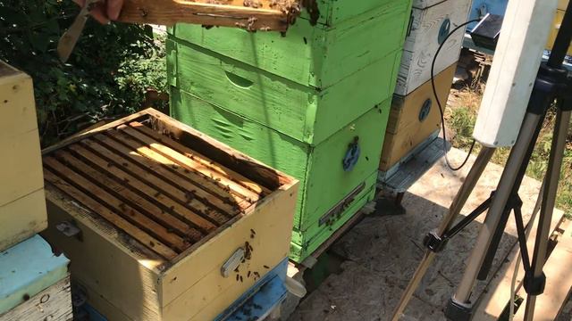 Пчёлки жёлто-белые 10.06.2020 смотреть онлайн