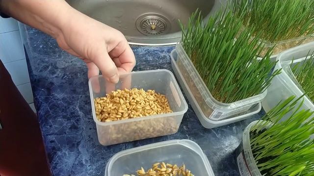 Проращиваем пшеницу | Микрозелень - маленький огород смотреть онлайн