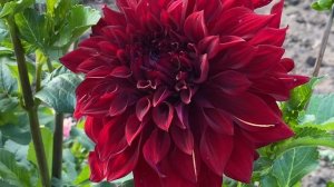 ГЕОРГИНЫ 2021??. ГИГАНТЫ КРАСОТЫ ??????