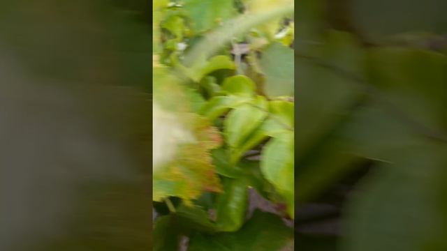Floração de Maracujá Silvestre (Passiflora Foetida)! смотреть онлайн