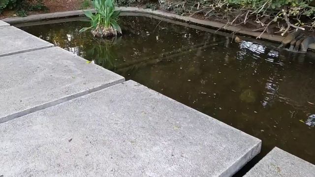 Золотые рыбки в пруду парка/ Жизнь в Израиле/ Лето 2020 смотреть онлайн