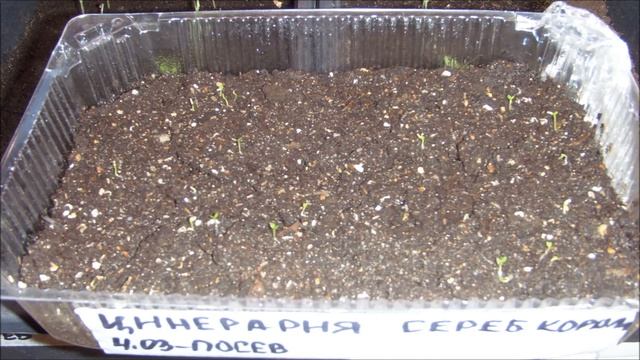 Цинерария из семян с 1 по 20 день (№1).