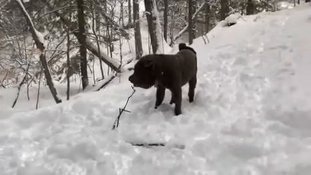 Snow Pei in the Woods смотреть онлайн