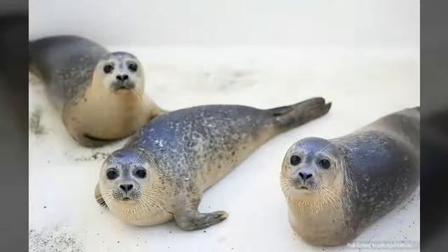 Ластоногие!