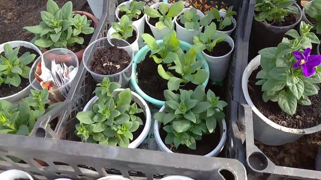 Обзор растений в теплице смотреть онлайн