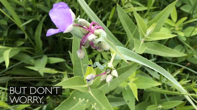 Native plant series: Spiderwort смотреть онлайн