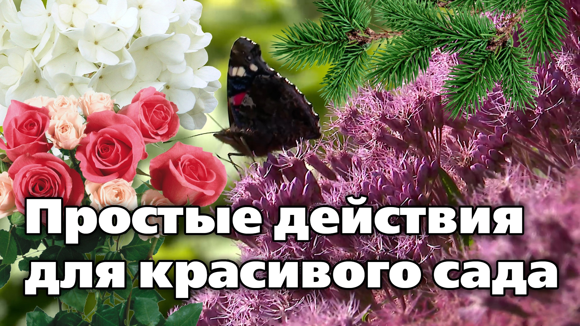 ДЕКОРАТИВНЫЕ РАСТЕНИЯ В АВГУСТЕ . План важных работ.mp4 смотреть онлайн