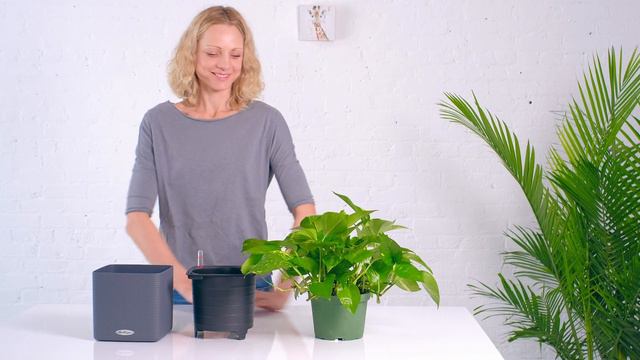 Pothos Plant Placed In Lechuza Cube Planter смотреть онлайн