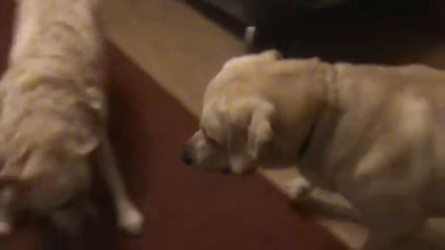 Игры лабрадоров: "Белые медведи" смотреть онлайн