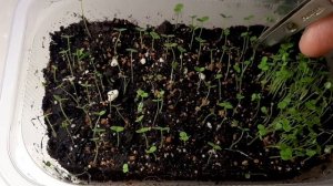 Львиный зев взошёл.Пора прореживать.