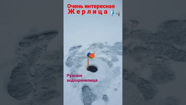 Очень интересная ЖЕРЛИЦА🔥. Руза! #fish #рыбалка #fishing #щука #руза #водохранилище #карась #жерлиц смотреть онлайн