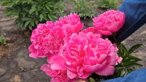 Коллекция сортовых травянистых пионов Ставропольского ботанического сада