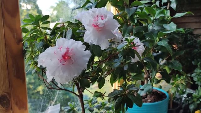 РАСТЕНИЯ, МОИ КОМНАТНЫЕ ЦВЕТЫ АВГУСТ 2023 // РОСЛИНИ, КІМНАТНІ КВІТИ СЕРПЕНЬ 2023 смотреть онлайн