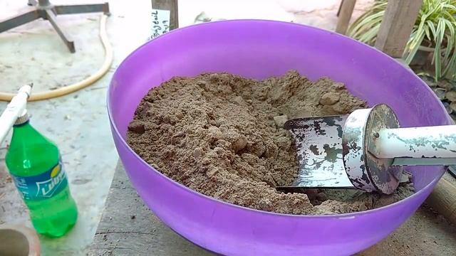 Ponytail Palm Bi Seeds Se Grow Kr Lya || Beautiful Beaucarnea Recurvata Outdoor Plant смотреть онлайн