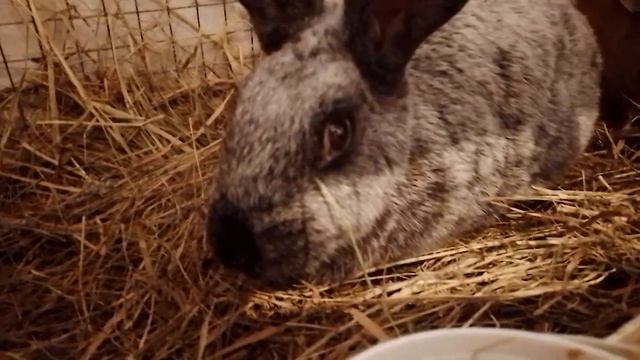 кролики полтавское серебро смотреть онлайн