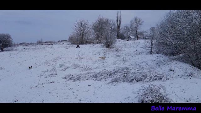 Walk In A Snowy Valley With Maremma.Прогулка в снежной долине с Мареммой.