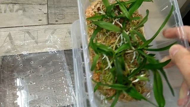 Месяц спустя. Как поживают мои сеянцы каттлей из фласки? Мои новые фласки с каттлеями/ Life смотреть онлайн