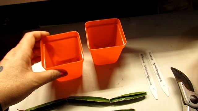 How To Propagate Cissus Quadrangularis From Cuttings - Veldt Grape Succulent