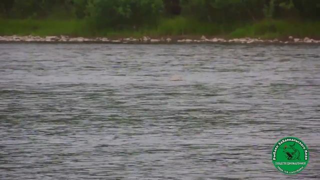 Рыбалка в Забайкалье, г. Чита. #Рыбалка #рыбалкавзабайкалье #ингода смотреть онлайн