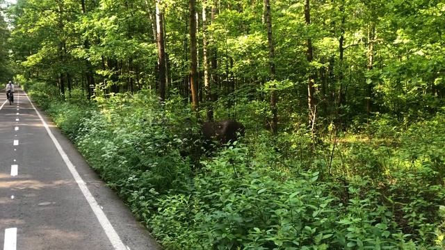 Лось кушает в парке Лосиный остров смотреть онлайн